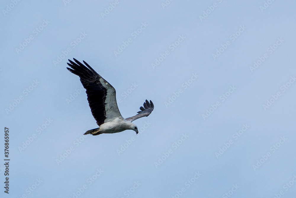 White-bellied sea eagle flying in the air. White-bellied sea eagle flying in the air.