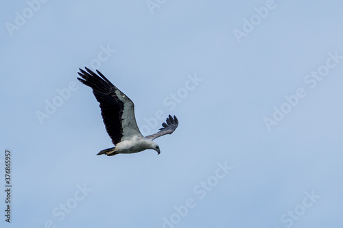 White-bellied sea eagle flying in the air. © hit1912