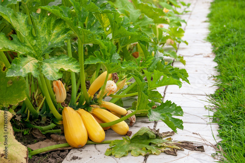 Side view of yellow zucchini in the garden