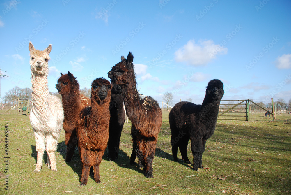 Fototapeta premium Coole Alpakas in der Gruppe 
