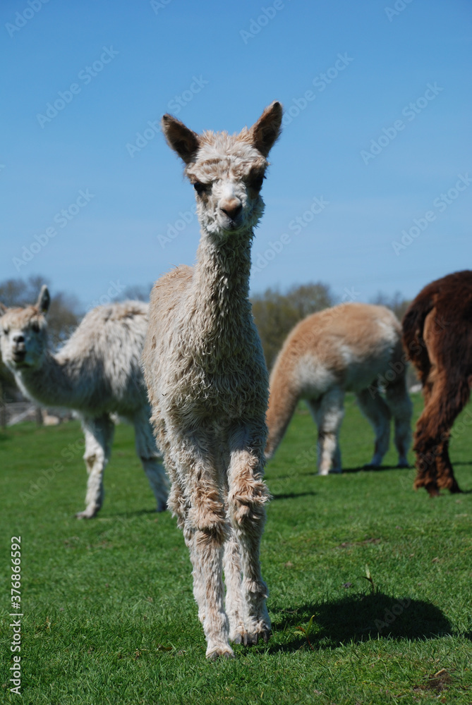 Fototapeta premium Süßes Alpaka Fohlen Nahaufnahme