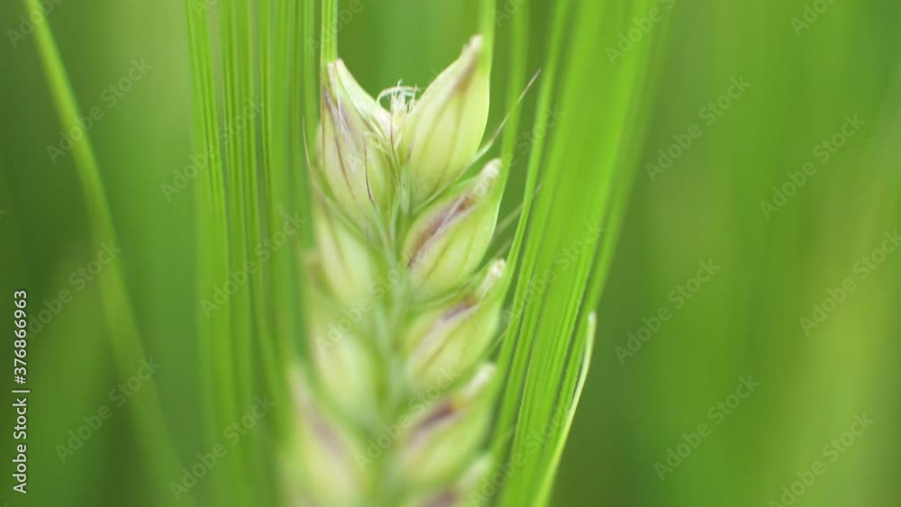 Grain growing in field, macro slider shot
