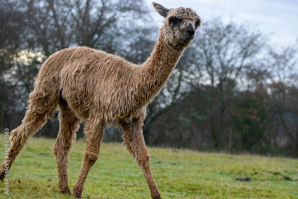 Fototapeta premium Süßes, junges Alpaka Nahaufnahme