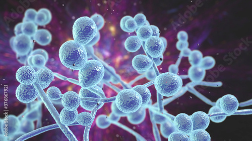 Fotografía Candida fungi, human pathogenic yeasts