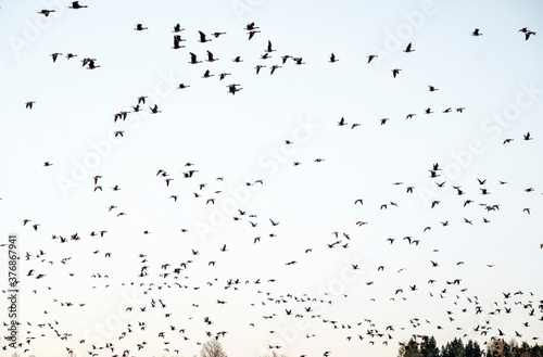 large flock of migratory birds in Estonia