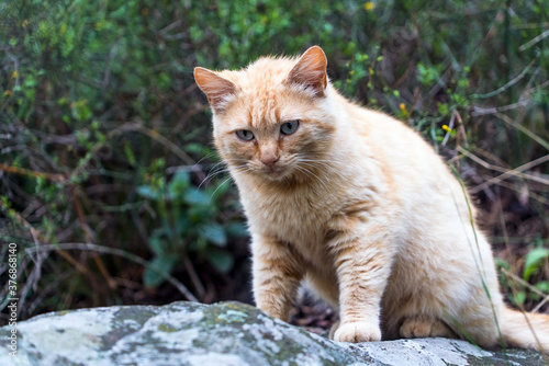 A red cat is sitting on a large rock in the forest.