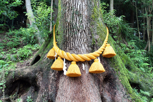 Tree bound by shimenawa rope of Japanese Shinto photo