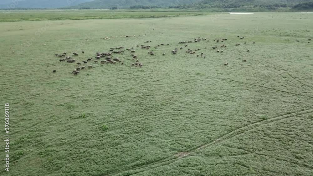 Thai buffalo stained in the green grass fields. Top View Thai buffalo stained in the green grass fields. Top View