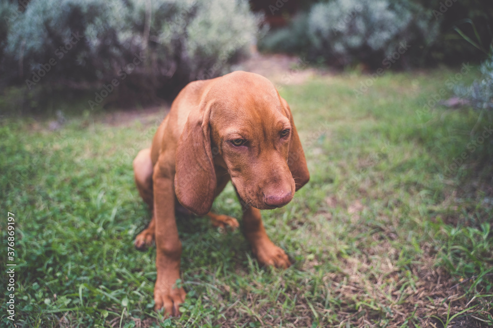 Portrait of a Young Hungarian Vizsla puppy. The dog is sitting and looking down. Portrait of a Young Hungarian Vizsla puppy. The dog is sitting and looking down.