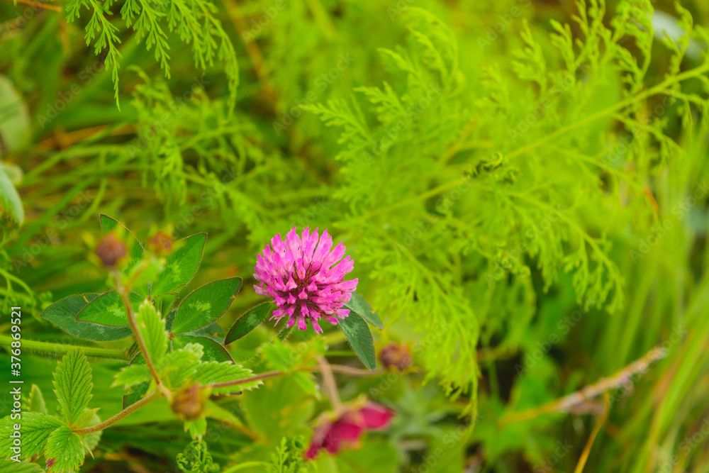 Selective focus meadow flowers, beautiful fresh morning with dew on petal at high altitude alpine region of himalayas at Himachal Pradesh. Spring landscape blurry natural background. Selective focus meadow flowers, beautiful fresh morning with dew on petal at high altitude alpine region of himalayas at Himachal Pradesh. Spring landscape blurry natural background.