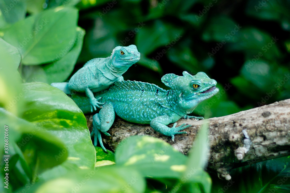 green lizard on a rock