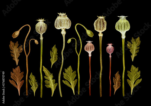 set of transparent poppy flowers, poppy flower, x-ray, delicate, stem with leaves, bud with poppy, opium, hand-drawn watercolor, flower drawing on a black background
