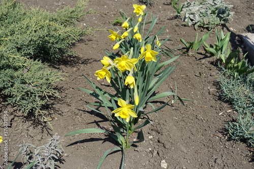 Schilderij op canvas Eye catching yellow flowers of narcissuses in a row in April