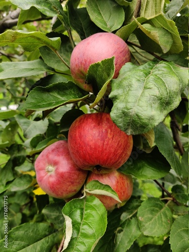 red apples on a branch
