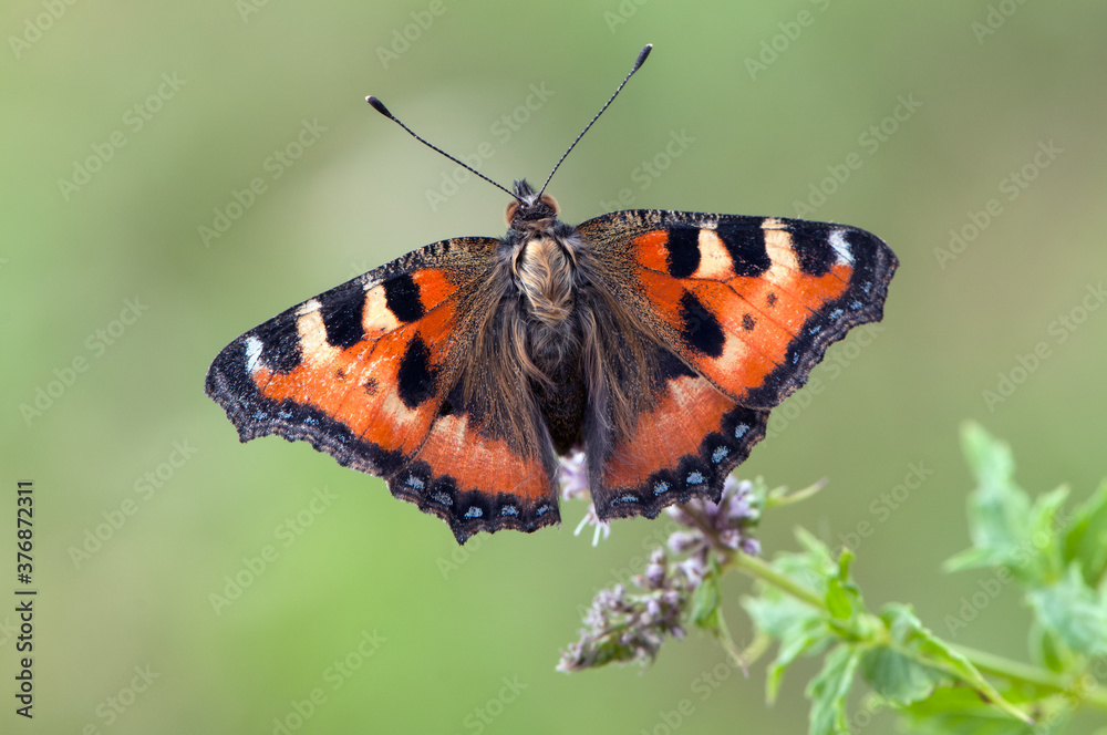 Aglais urticae butterfly dark brown sits on a forest flower on a summer day Aglais urticae butterfly dark brown sits on a forest flower on a summer day