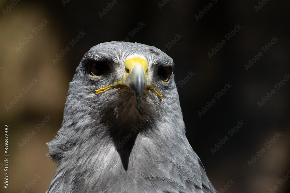 Kordillerenadler Nahfuanhme vom Kopf Kordillerenadler Nahfuanhme vom Kopf