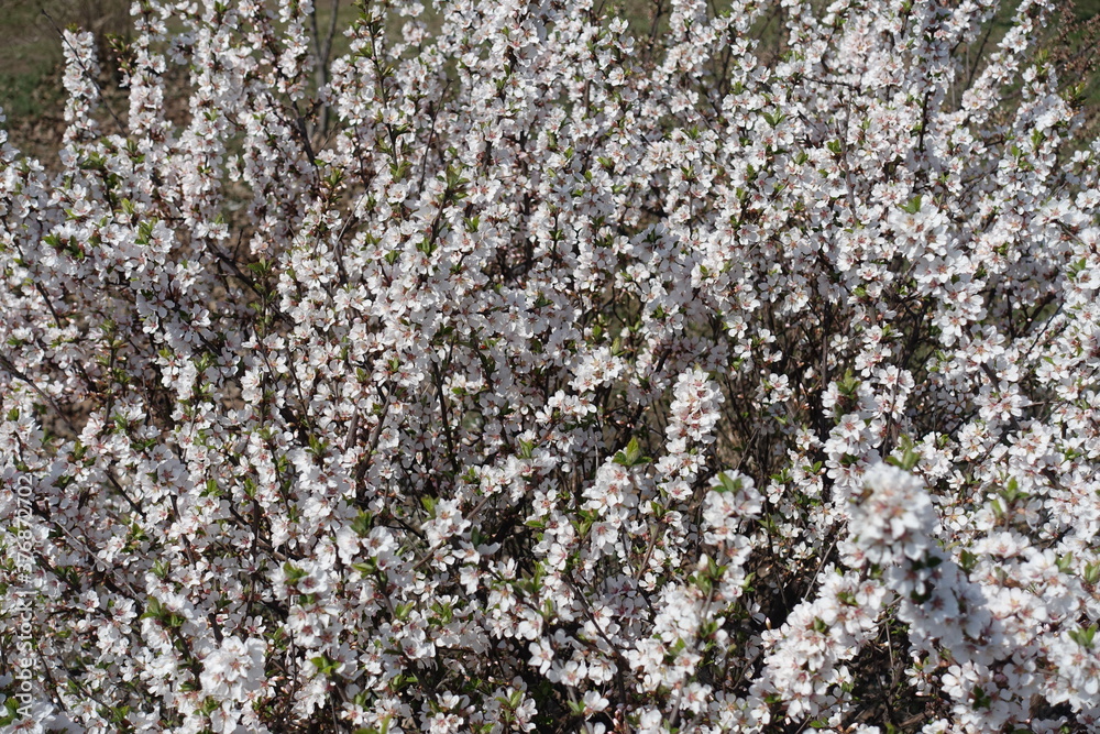 Lots of white flowers of prunus tomentosa in April Lots of white flowers of prunus tomentosa in April