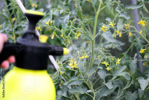 Spraying tomato seedlings to increase yields in greenhouses.