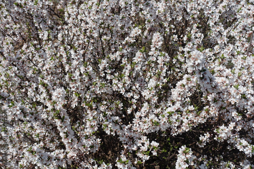 Plenty of white flowers of prunus tomentosa in April Plenty of white flowers of prunus tomentosa in April