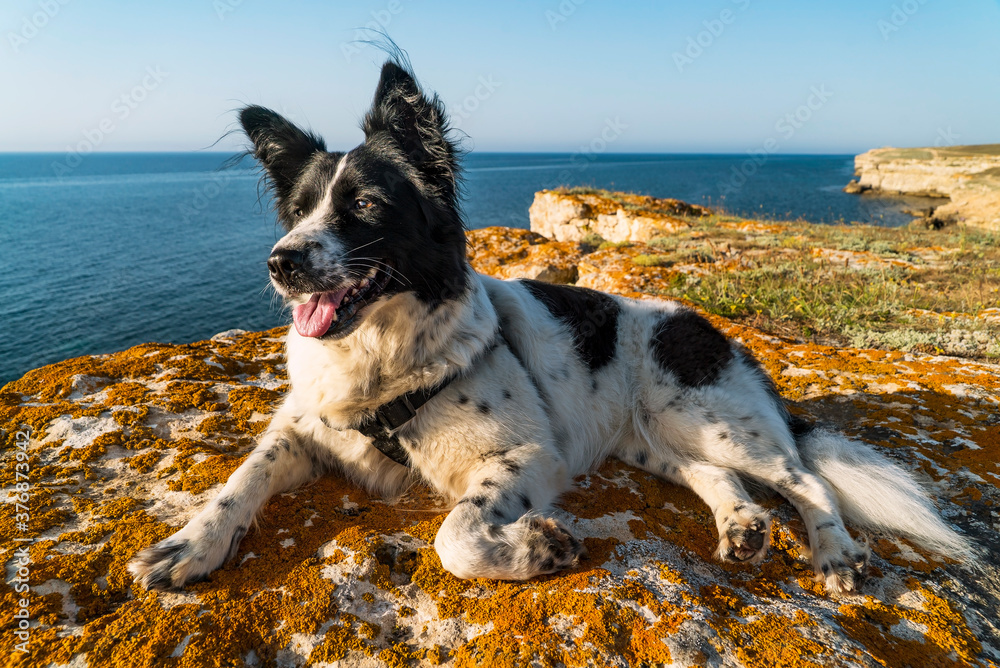 A black-and-white dog lies with its paw tucked up on the edge of a rocky sea shore.