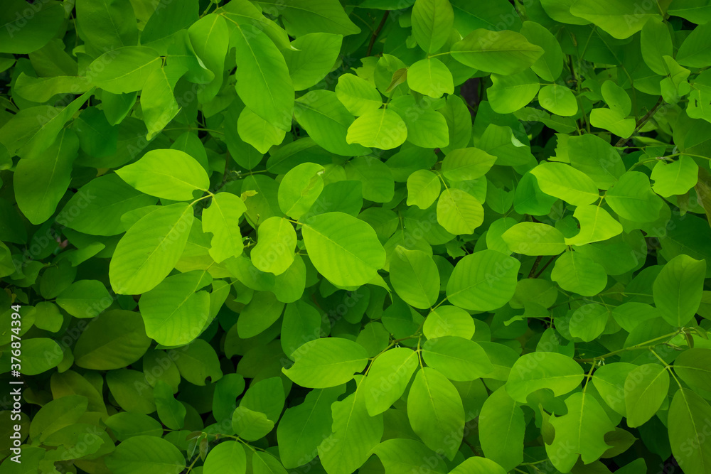 Light green leaves nature garden background. Tropical rainforest foliage leaf plant bushes. Abstract natural spring wallpaper pattern texture. Nature concept. Light green leaves nature garden background. Tropical rainforest foliage leaf plant bushes. Abstract natural spring wallpaper pattern texture. Nature concept.