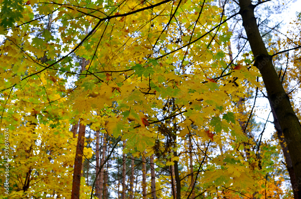 Yellow leaves on the sky background. Autumn maple leaf concept. Dress warmer, go walking, the weather is cold Yellow leaves on the sky background. Autumn maple leaf concept. Dress warmer, go walking, the weather is cold