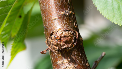Canvastavla Close up cherry disease bacteria canker on stem