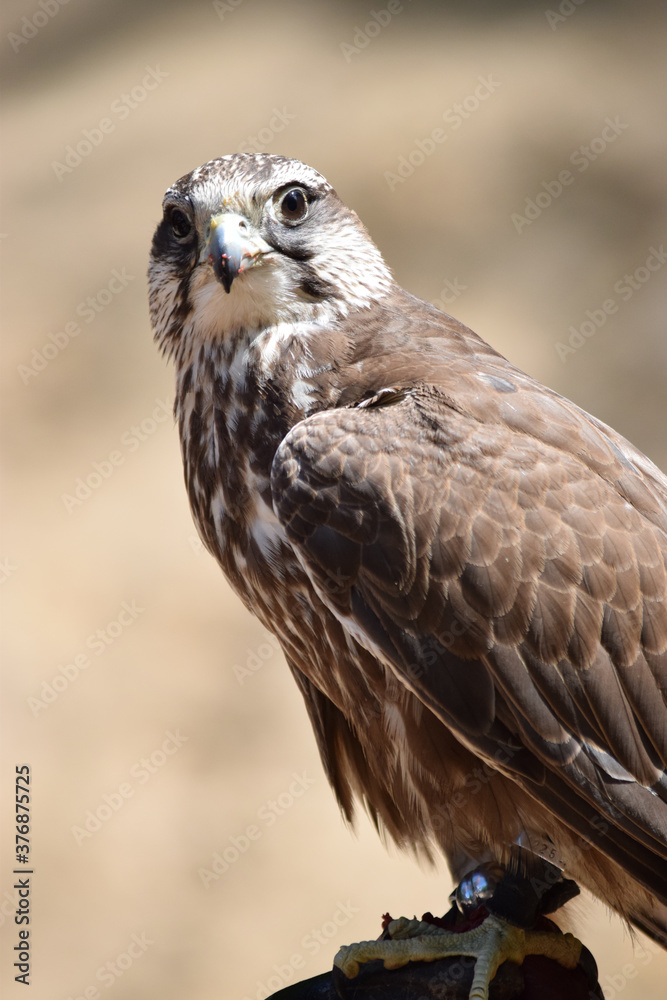 Fototapeta premium Luga Falke - Nahaufnahme eines Falken