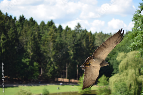 Kordilierenadler fliegt