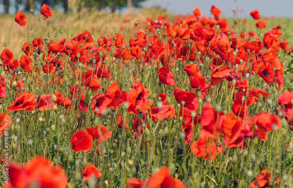 Red field poppies in a Sunny clearing . Crimea.