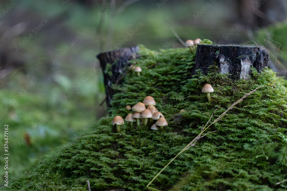 Obraz premium Hypholoma mushrooms in the forest on tree stump
