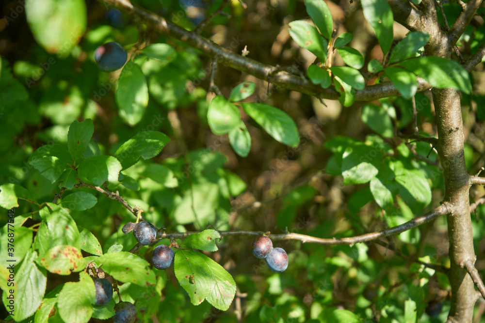 tarnina , Prunus spinosa