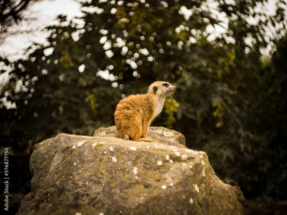 Small and cute mongoose on his watch. Small and cute mongoose on his watch.