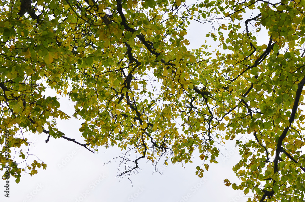 Yellow leaves on the sky background. Autumn maple leaf concept. Dress warmer, go walking, the weather is cold Yellow leaves on the sky background. Autumn maple leaf concept. Dress warmer, go walking, the weather is cold