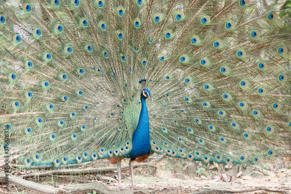 Obraz premium Portrait of a peacock on the background of his tail. Close-up