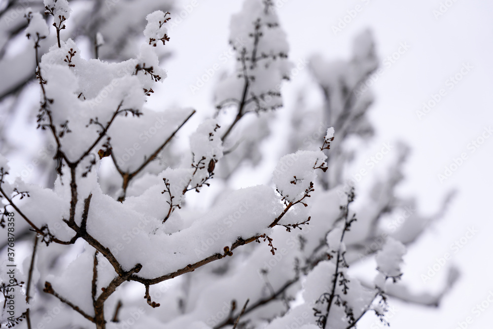 winter forest.Christmas background winter forest.Christmas background
