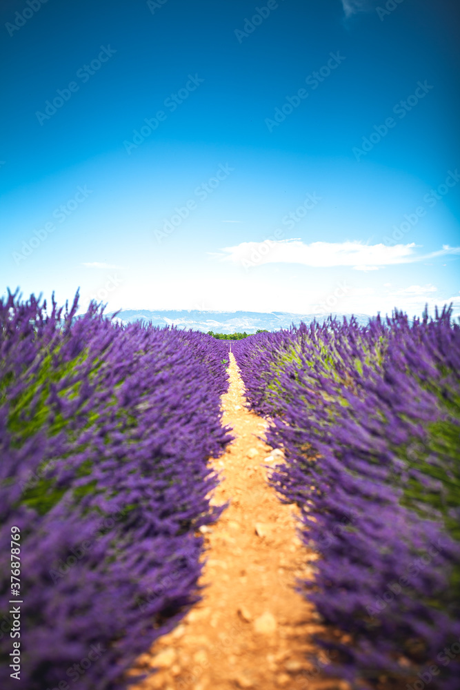 Obraz premium champ de lavande en été, Provence en France