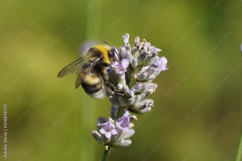 Bumblebee (Bombus), family apidae on flowers of lavender (Lavandula), family Lamiaceae in a Dutch garden. Netherlands July Bumblebee (Bombus), family apidae on flowers of lavender (Lavandula), family Lamiaceae in a Dutch garden. Netherlands July