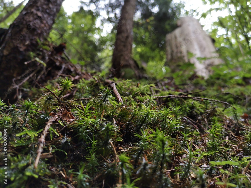 moss on tree moss on tree