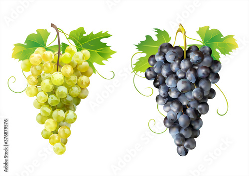 Ripe white and dark grapes isolated. Vector illustration. 