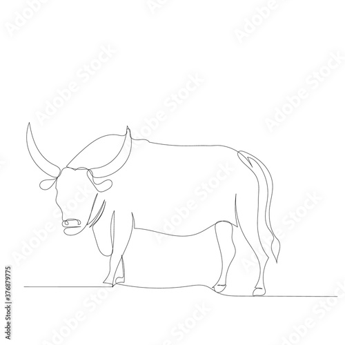 sketch  one line drawing bull