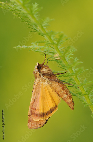 brown moth sits on a summer day in the grass in a forest glade