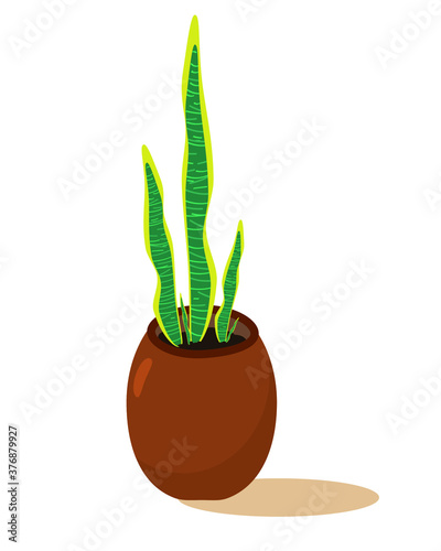 indoor and office potted plant called Sansevieria trifasciata