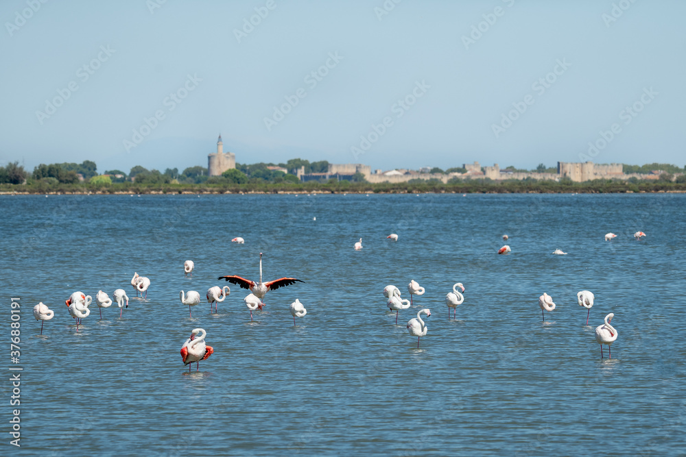 Flamingos in front of Aigues Mortes