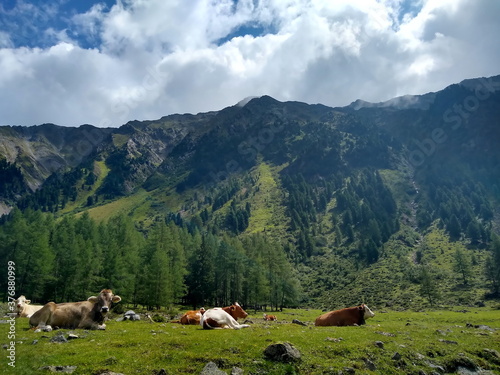 Almwiese mit Rindern vor Bergpanorama