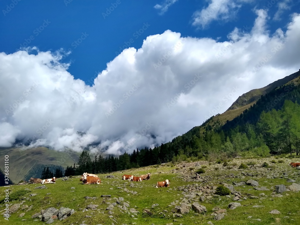 Kühe auf Almwiese vor Bergpanorama mit eindrucksvollen Wolkengebilden
