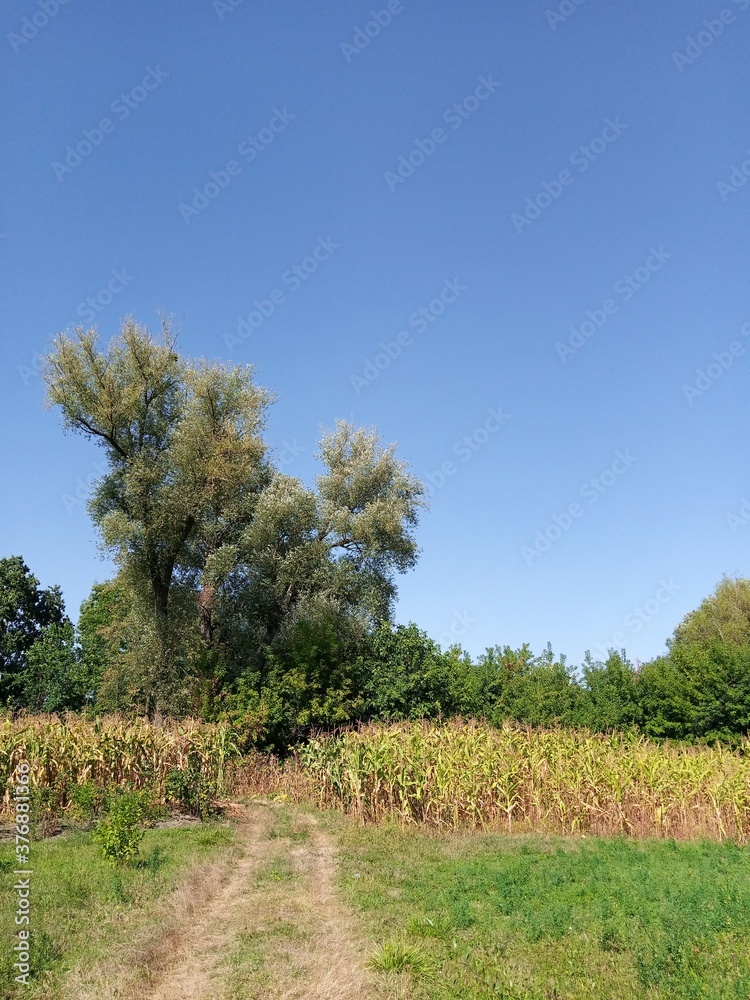 Obraz premium Rural landscape, corn field in summer
