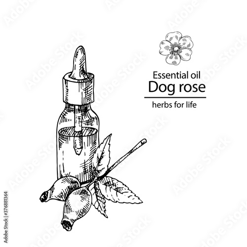 Hand drawn vector illustration of dog rose essential oil bottle with dropper. Engraved medicinal herb for cosmetics, medicine, treating, aromatherapy, package design healthcare.
