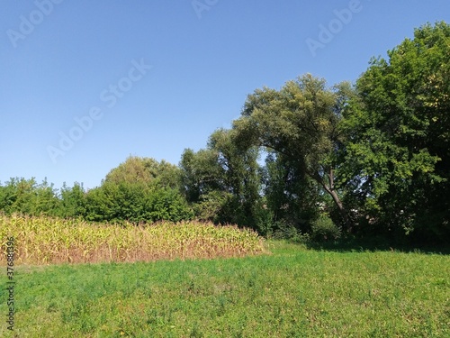 Rural landscape, corn field in summer