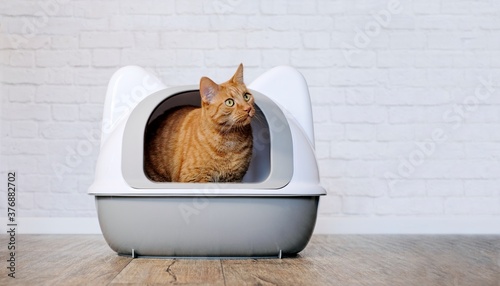 Fotografiet Cute ginger cat sitting in a litter box and looking sideways